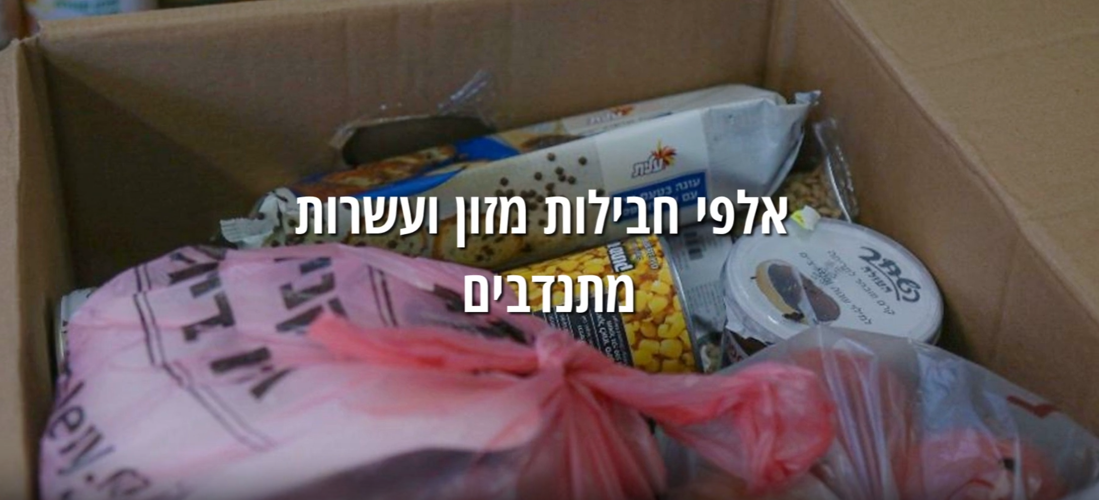 פעילות הארגון